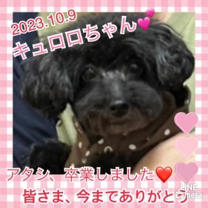 ９　キュロロ